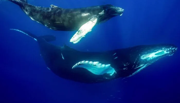 Bioinspiração em ação, como pássaros, baleias, lagartixas e plantas motivam invenções do Velcro a trens silenciosos, baterias flexíveis e robôs que andam sobre a água