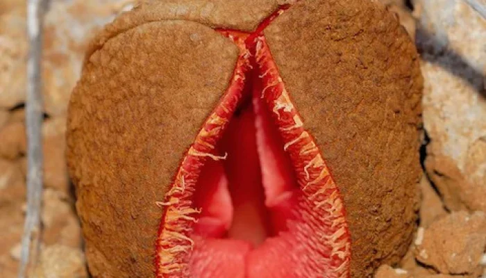 Hydnora africana, a planta carnívora subterrânea da África que lembra o órgão feminino, entenda por que a flor carnosa e fedorenta atrai insetos e fascina redes