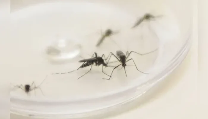 Alerta em Ivaiporã, Aedes aegypti: tecnologia identifica mosquitos contaminados e aponta focos na rodoviária, cemitério, bairro Ouro Preto e Longitudes