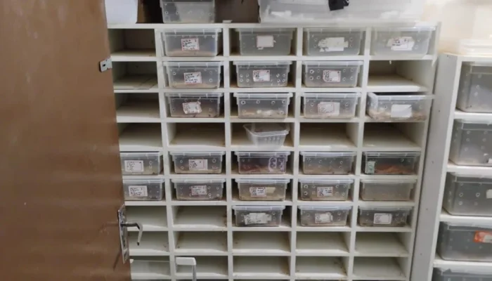 Polícia Desmantela Esquema de Venda de Cobras e Ovos de Serpentes Pelos Correios em Assis, SP