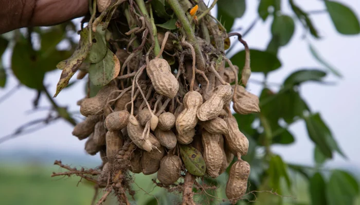 Chuvas impulsionam safra de amendoim 2025/2026 em Tupã, SP, com promessa de alta produtividade após perdas por seca