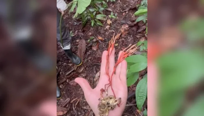 Tarântula "Zumbi" na Amazônia: Fungo Misterioso Transforma Aranha Gigante em Criatura Assustadora