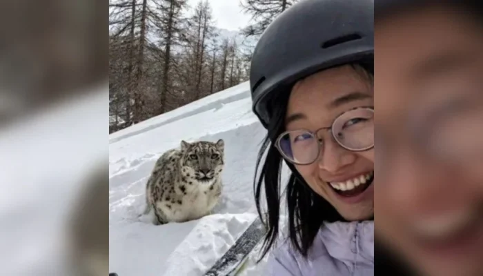 Selfie com Leopardo-das-Neves: Turista Atacada na China Após Foto Viral; Veja Resgate