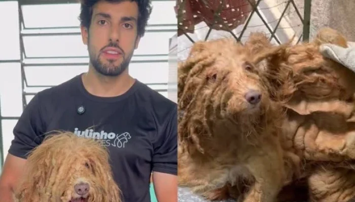 Julinho Casares Resgata Cão Vítima de Maus-Tratos Extremos Após Dois Anos Sem Banho, Emocionando o Brasil