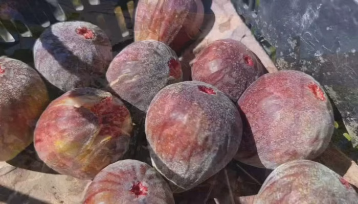 Safra de Figo no Sudoeste Paulista Enfrenta Chuvas, Mas Produtores Apostam em Manejo de Qualidade para Superar Desafios Climáticos