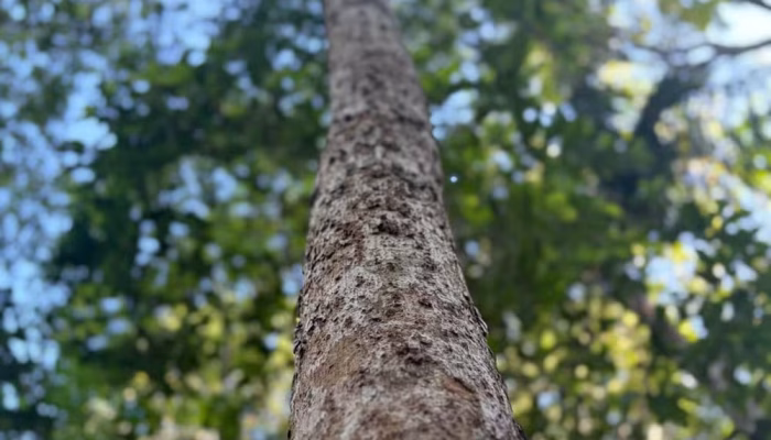 Curso Gratuito de Restauração Ecológica no Interior de SP: Inscrições Abertas para Capacitar Organizações Ambientais