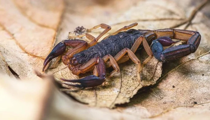 Plantas Charmosas que Atraem Escorpiões para o Seu Jardim: Conheça os Perigos e Como Evitar Acidentes