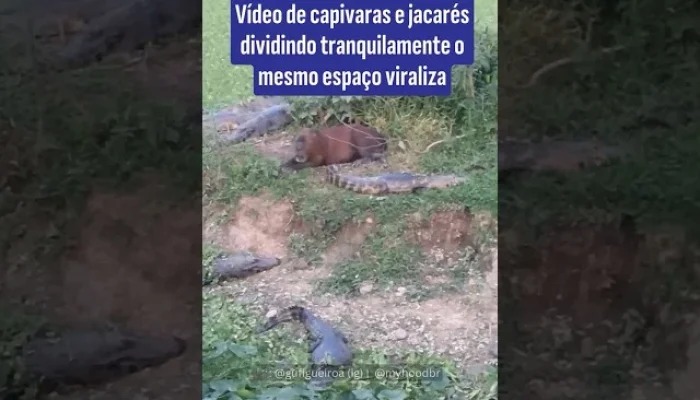 Jacarés e Capivaras: Por que esses animais vivem em 'paz'? Entenda a relação surpreendente entre predador e presa