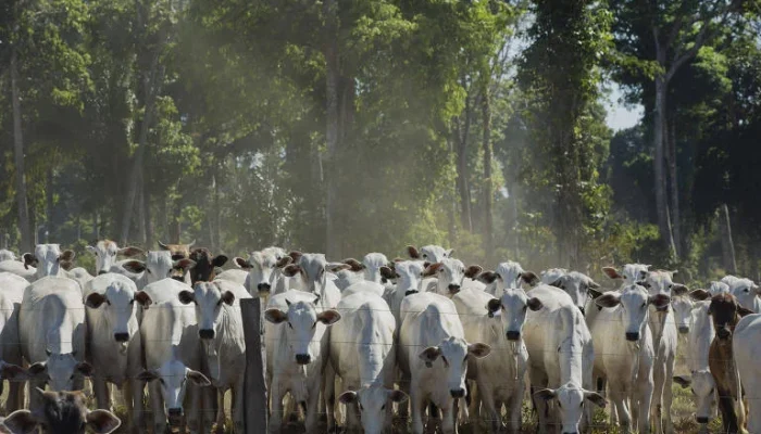 Guerra no Oriente Médio: Setor Privado Pede Socorro ao Governo com Medidas Urgentes para Crise Logística e Aumento de Custos