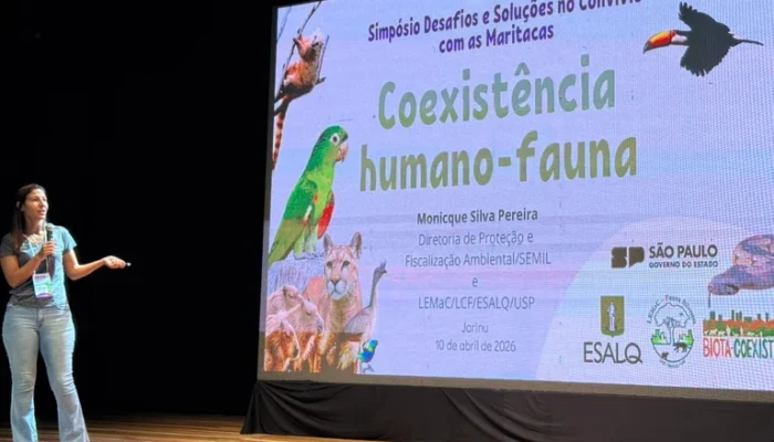 Maritacas Causam Estragos: Agricultura Paulista em Alerta Geral com Perdas Visíveis e Busca por Soluções Urgentes