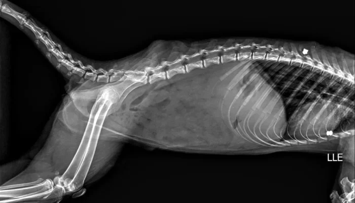 Maus-tratos contra quatis no Bosque de Marília chocam moradores: animais são alvos de disparos e Prefeitura denuncia crime ambiental