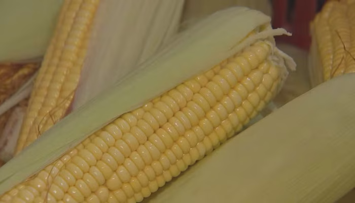 Capela do Alto: Como o Milho Transforma Espigas em Tradição, Cultura e Renda Milionária na Capital Paulista do Milho Verde