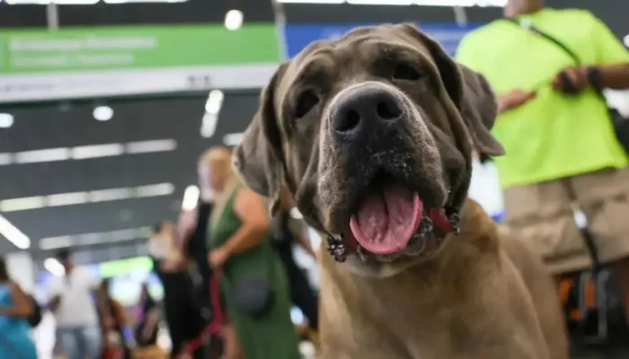 STF Suspende Lei do Rio de Janeiro Que Obrigava Companhias Aéreas a Transportar Animais de Apoio Emocional Gratuitamente