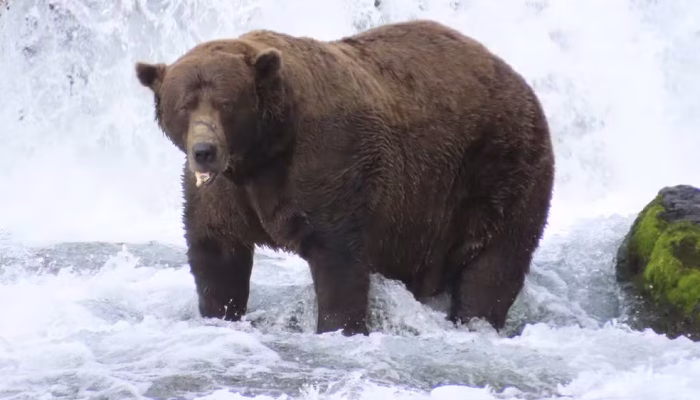 Trilha de terror no Canadá: Urso ataca alunos e professores, deixando 11 feridos em Bella Coola
