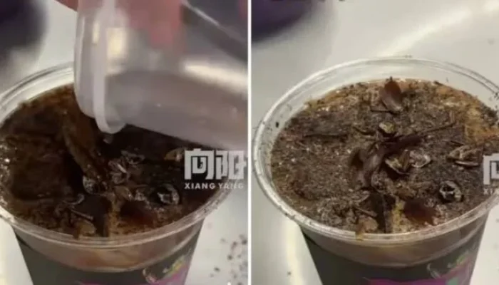Café de Barata em Museu de Pequim Choca e Intriga: Jovens Esgotam Bebida Exótica Inspirada na Medicina Tradicional Chinesa
