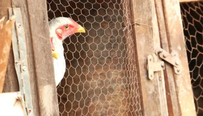 Alerta de Saúde: Idosa nos EUA morre com cepa inédita de gripe aviária H5N5, vírus nunca antes visto em humanos é identificado