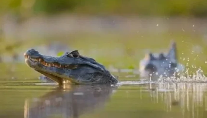 Dança do Jacaré no Fantástico: A Emissora Investiu em Pauta Obrigatória ou Embalou o Público com Curiosidade Real?