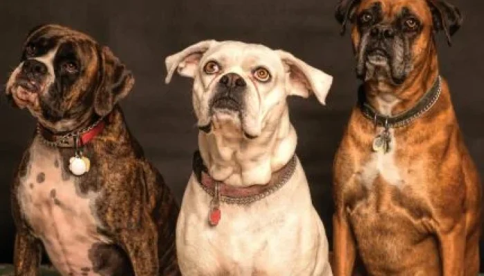 Amor de Pet Transforma Vida Amorosa: 81% Não Namorariam Quem Não Gosta de Animais, Diz Estudo