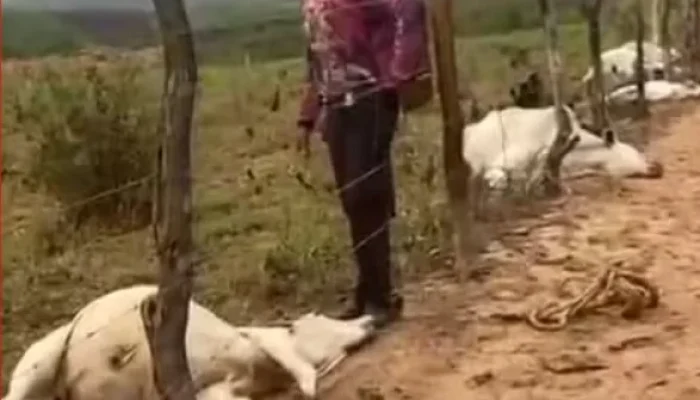 Raio Devastador Atinge Fazenda na Bahia e Mata Oito Bois Nelore, Causando Prejuízo Milionário
