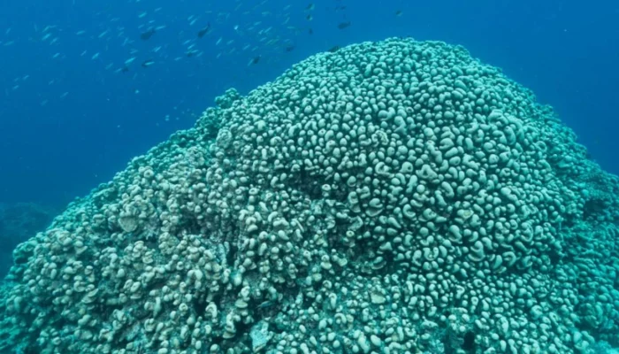 Gigante Marinho Descoberto nas Ilhas Salomão: Coral de 30 Metros é o Novo Rei do Oceano e Alerta para sua Preservação