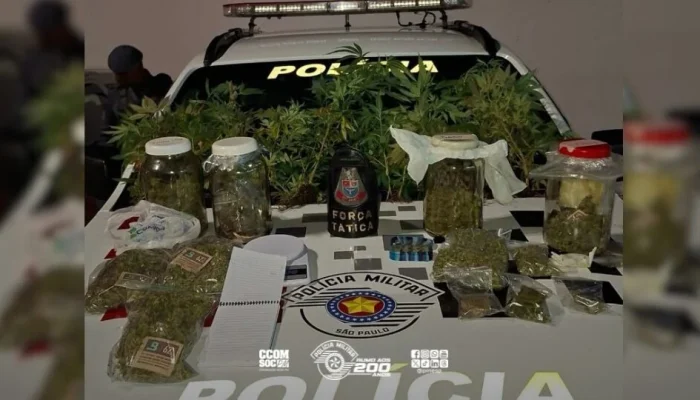 Rio Claro: Polícia Militar desmantela plantio e estoque de maconha em operação surpresa no Jardim Independência