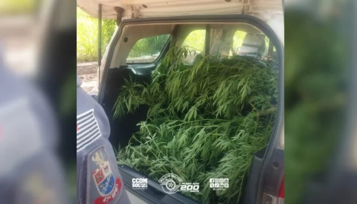Polícia Militar de Campinas Desmantela Plantação de Cannabis em Parque Residencial e Prende Suspeito