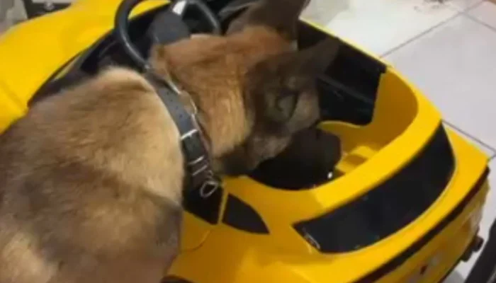 Polícia encontra maconha escondida em carrinho de brinquedo elétrico em SC; homem é preso