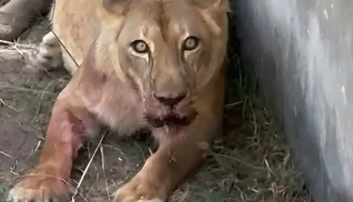 Tragédia no Zoo: Homem invade jaula de leoa em João Pessoa e é morto; zoológico é fechado