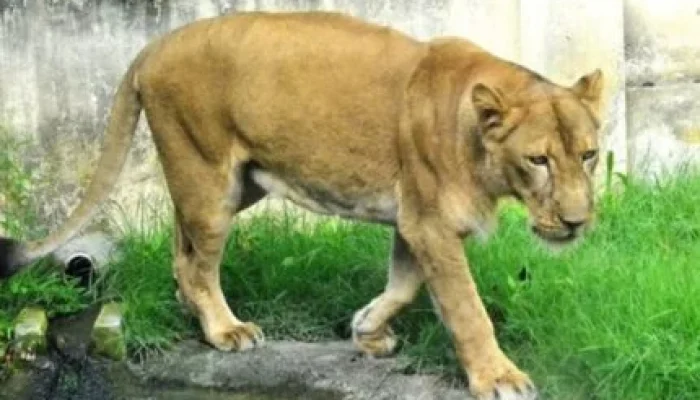 Homem Morre Após Invadir Jaula de Leoa na Bica, Parque Zoobotânico de João Pessoa: Motivações e Investigação em Andamento