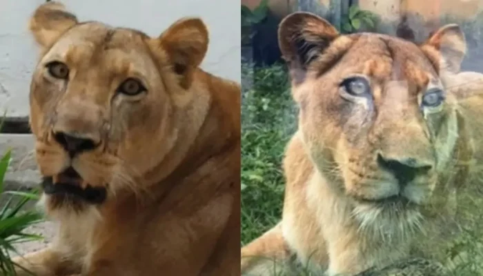Bióloga Detalha Comportamento da Leoa que Atacou Jovem no Zoo: 'Reação Natural e Fatalidade'